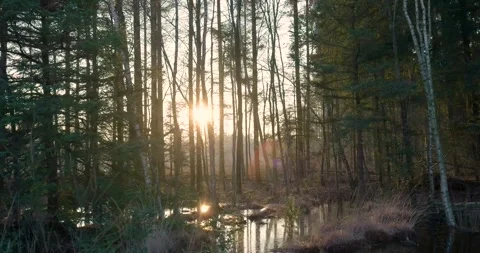 Sun shining through trees in a swamp forest at sunset Stock Footage 293943487