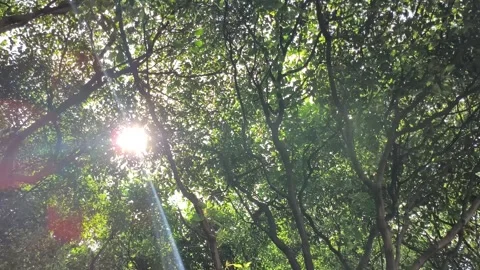 Sun shining through trees in tropical nature Stock Footage 336562257