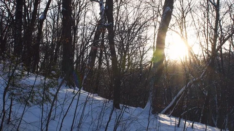 Sun shining through the trees while snow falls off the trees Stock Footage 108641872