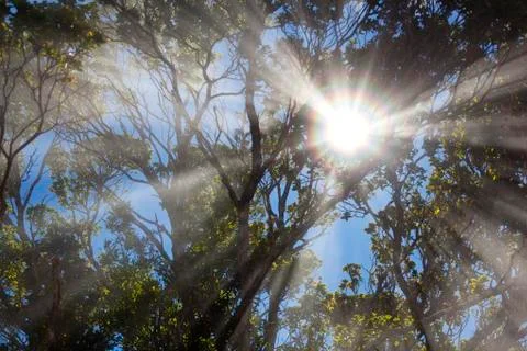 The sun shining through the trees while some clouds slide through the rain fo Stock Photos