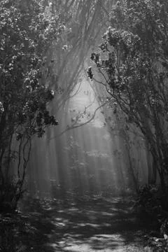 The sun shining through the trees while some clouds slide through the rain fo Stock Photos