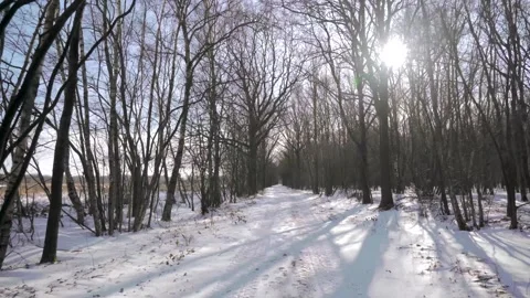 Sun shining through trees in winter forest Stock Footage 293081993