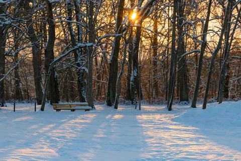 Sun shining through the trees in winter forest. Beautiful cold landscape Stock Photos