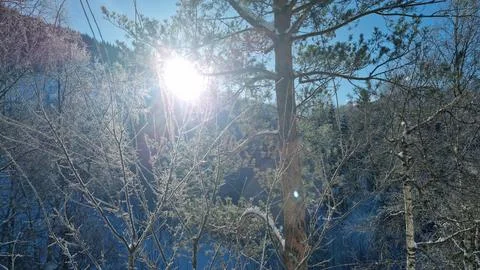 Sun shining through trees in winter landscape during daytime Stock Photos