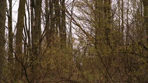 Sun shining through trees in wood Stock Footage 128816520