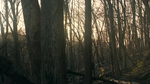 The sun is shining through the trees in the woods Stock Footage 236852442