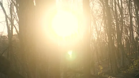 The sun is shining through the trees in the woods Stock Footage 236852453