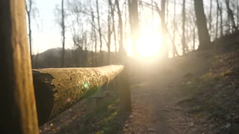 The sun is shining through the trees in the woods Stock Footage 236852454