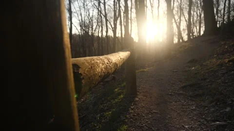 The sun is shining through the trees in the woods Stock Footage 236852489