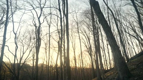 The sun is shining through the trees in the woods Stock Footage 236852494