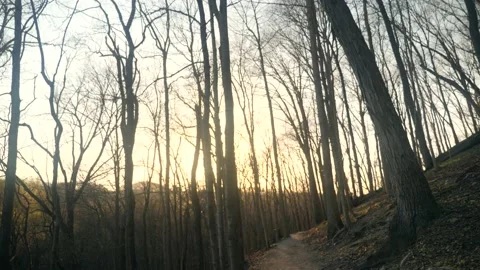 The sun is shining through the trees in the woods Stock Footage 236852496