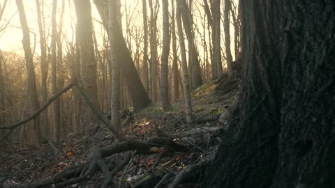 The sun is shining through the trees in the woods Stock Footage 236852502