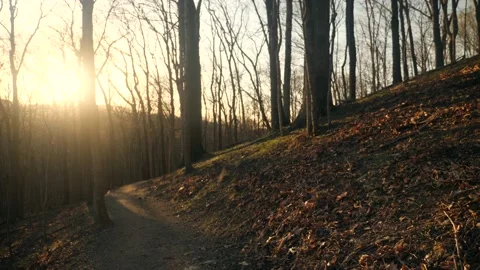 The sun is shining through the trees in the woods Stock Footage 236852503