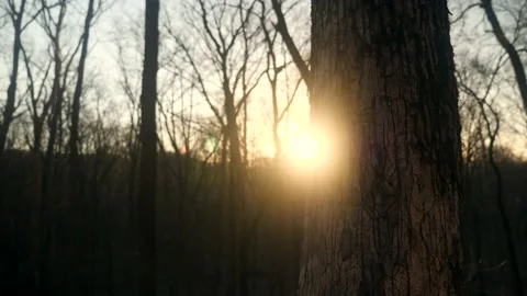 The sun is shining through the trees in the woods Stock Footage 236852514