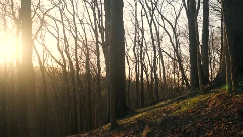 The sun is shining through the trees in the woods Stock Footage 236852522