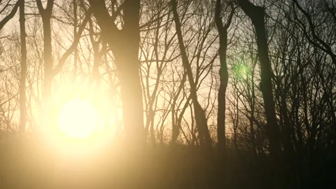The sun is shining through the trees in the woods Stock Footage 236852526