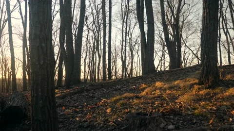 The sun is shining through the trees in the woods Stock Footage 236852549