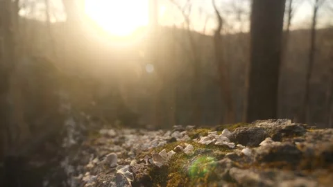 The sun is shining through the trees in the woods Stock Footage 236852550