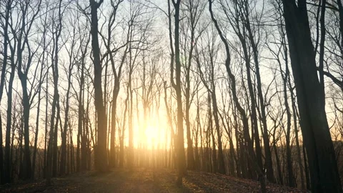 The sun is shining through the trees in the woods Stock Footage 236852556