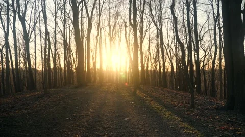 The sun is shining through the trees in the woods Stock Footage 236852561