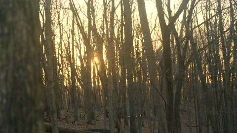 The sun is shining through the trees in the woods Stock Footage 236852579