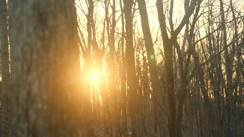 The sun is shining through the trees in the woods Stock Footage 236852583