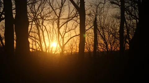 The sun is shining through the trees in the woods Stock Footage 236852609