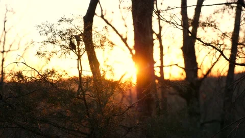 The sun is shining through the trees in the woods Stock Footage 236852622