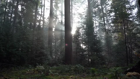 Sun shining through trees in woods in fall Видео 255613422
