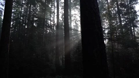 Sun shining through trees in woods in fall Видео 255613429