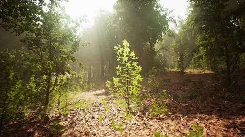 The sun is shining through the trees in the woods Stock Illustration