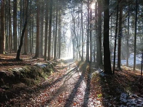 The sun shining through the trees in the woods Stock Photos