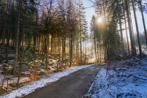Sun Shining Through Trees in Woods Stock Photos