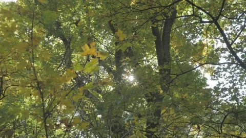 Sun shining through the treetops in autumn Stock Footage 163768340