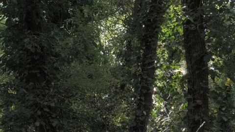 Sun shining through the treetops Stock Footage 163767285