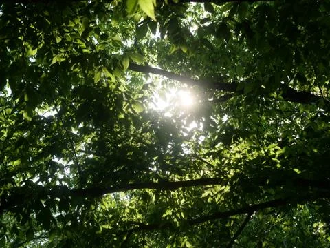 Sun Shining Through Treetops Stock Photos