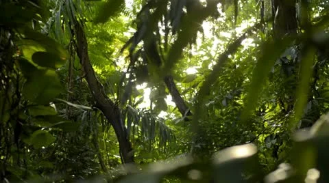 Sun Shining Through a Tropical Jungle - Dolly Stock Footage 11399339