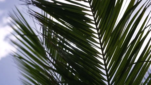 Sun shining through tropical palm leaves in slow motion. Stock Footage 138336563