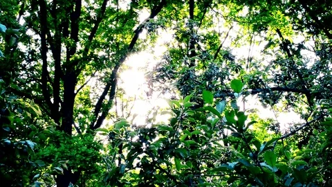 Sun shining through vibrant bright lush green foliage of trees Stock Footage 71140514