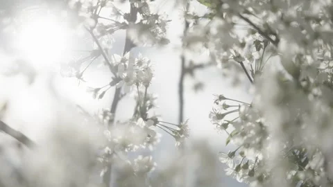 Sun shining through white flowers Stock Footage 341342395