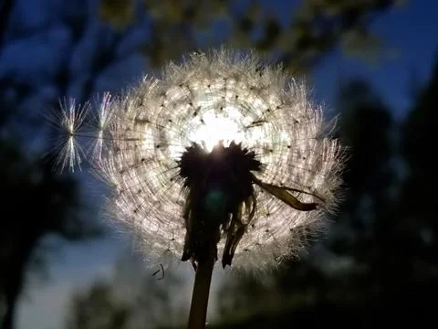 The sun is shining through the white fluffy dandelion, close-up. Selective fo Stock Photos
