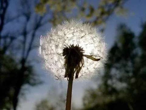 The sun is shining through the white fluffy dandelion, close-up. Selective fo Stock Photos