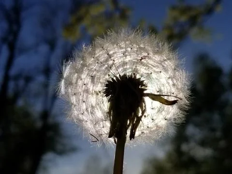 The sun is shining through the white fluffy dandelion, close-up. Selective fo Stock Photos