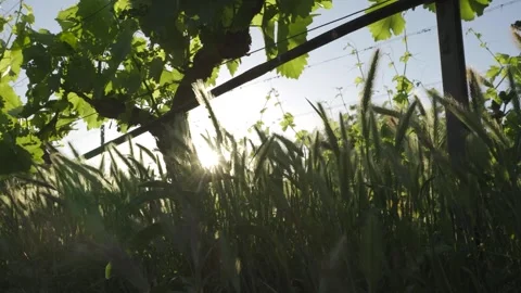 Sun shining through wild grass at bottom of a vineyard Stock Footage 257774127