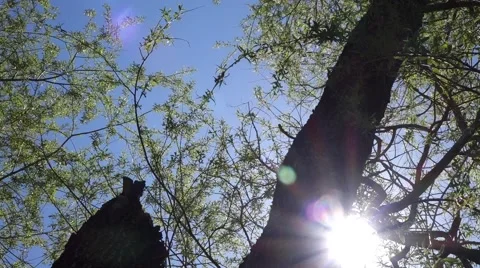 Sun shining through Willow Tree Stock Footage 53852078