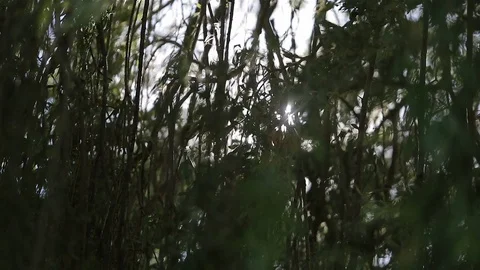 Sun shining through a willow tree's branches Stock Footage 86693163