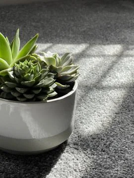 Sun shining through the window on potted succulents Stock Photos