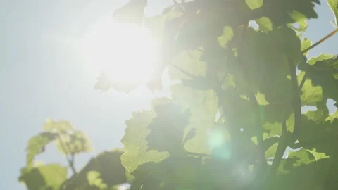 Sun Shining through Windy Green Leaves On Beautiful Day Vídeos de archivo 166145009