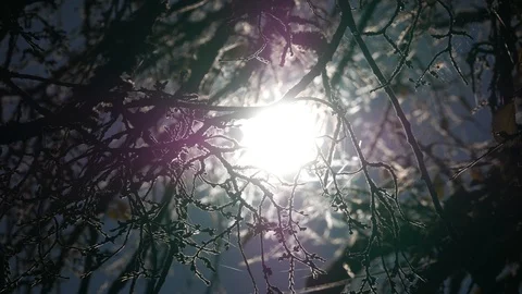 Sun Shining Through Winter Branches Silhouette Stock Footage 96130160