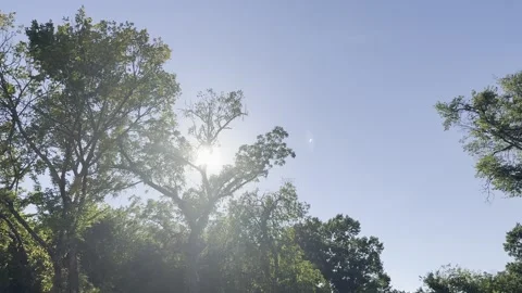 Sun Shining Through Woodland Tree Canopy Vídeo Stock 346475787
